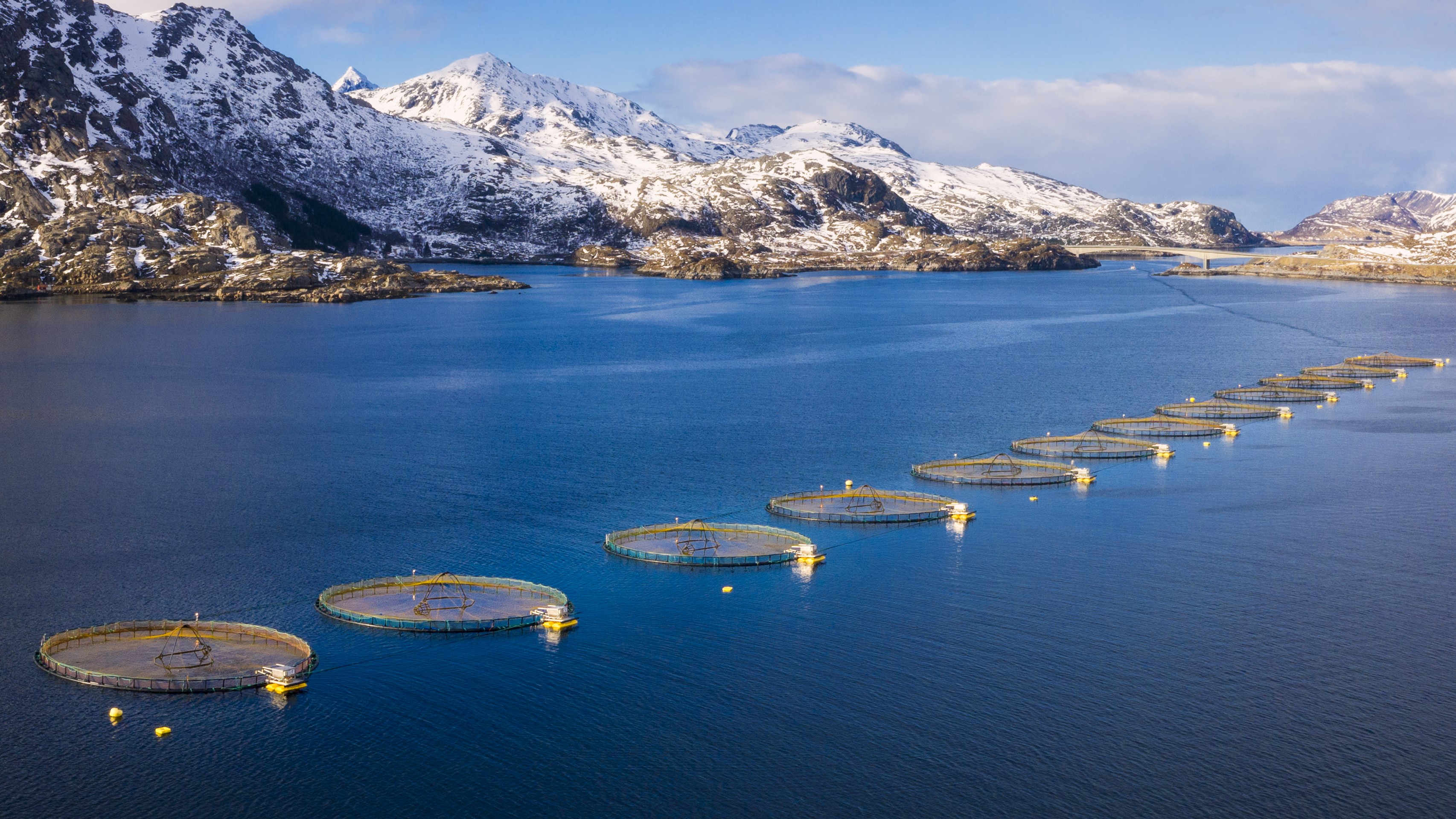 Paretopodden: Slik påvirkes sjømatindustrien og lakseaksjene på Oslo Børs av den nye norske lakseskatten